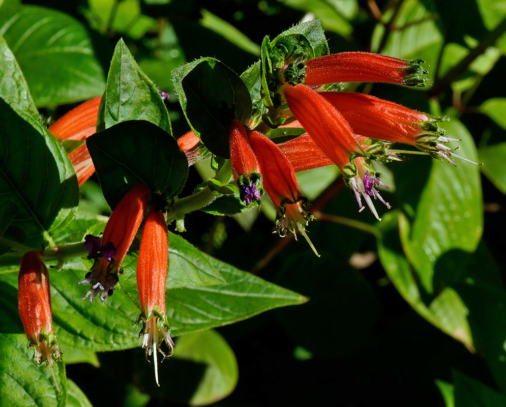 Cuphea schumannii Red Flowers Cluster of tubular red Cuphea schumannii flowers with purple throats and extended stamens surrounded by green foliage