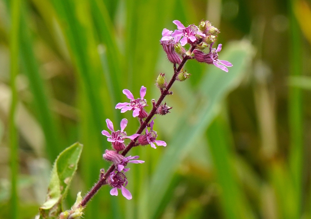 Cluster of small pink Cuphea strigulosa flowers on a reddish stem with unopened buds and green background leaves