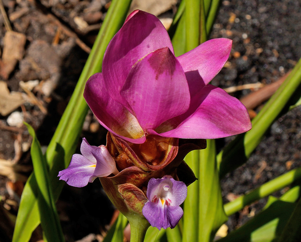 Curcuma alismatifolia Purple Flower Curcuma alismatifolia flower with bright pink bracts and small purple blooms emerging near the base