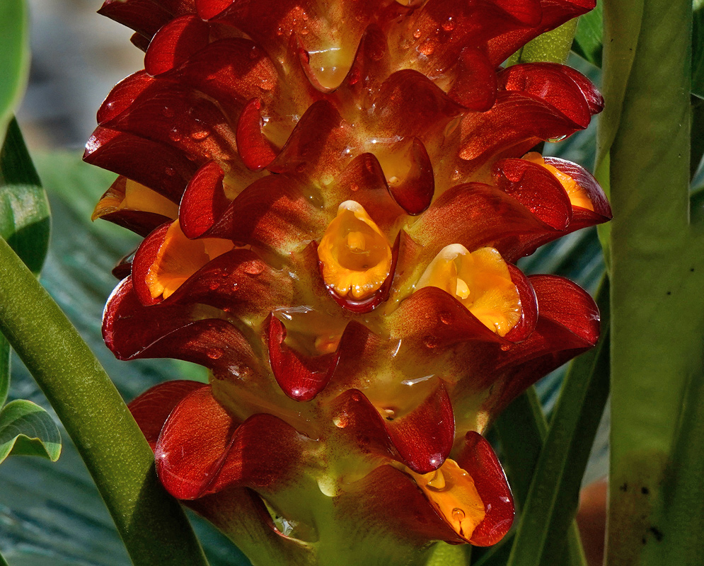 Close-up of Curcuma longa flower spike with overlapping red bracts and small tubular yellow flowers emerging from the bracts