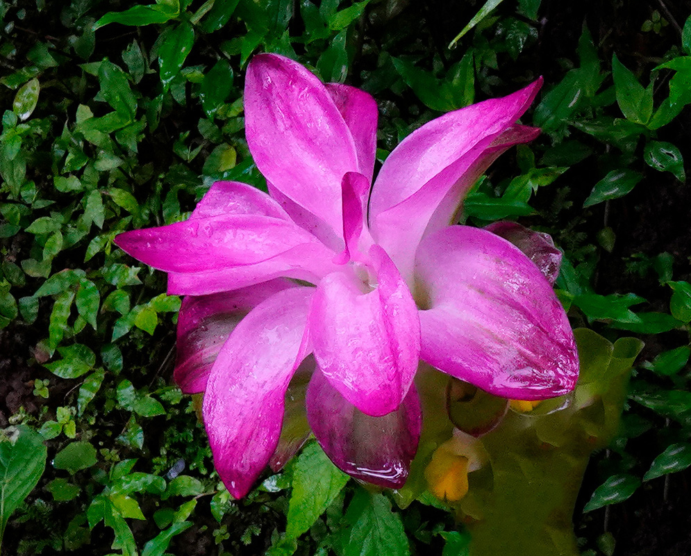 Wet Curcuma zedoaria dark pink bracts