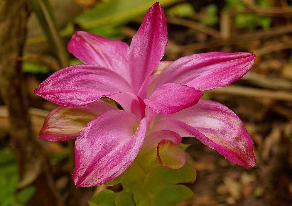 Hot pink Curcuma zedoaria flower bract