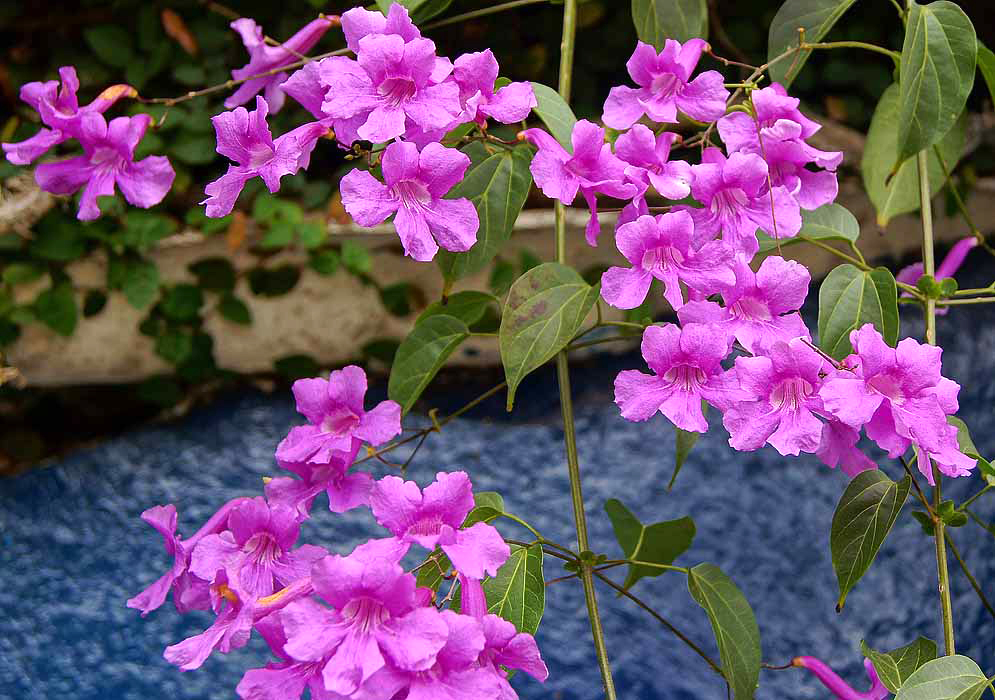 Cuspidaria convoluta purple flowers