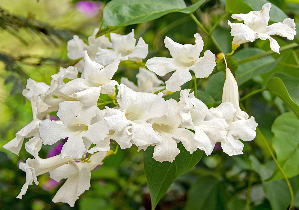 Cuspidaria convoluta white flowers