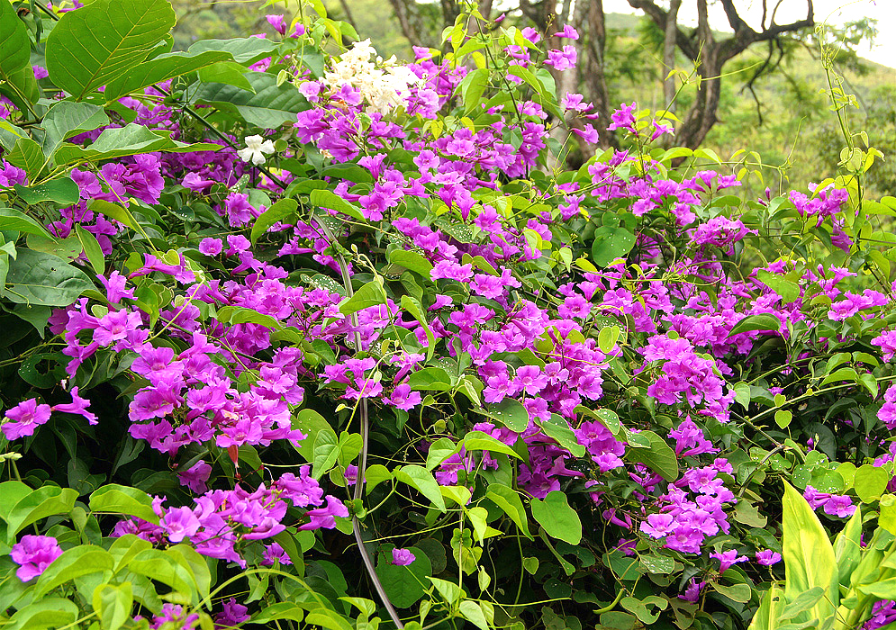 Cuspidaria convoluta vine with purple pink flowers