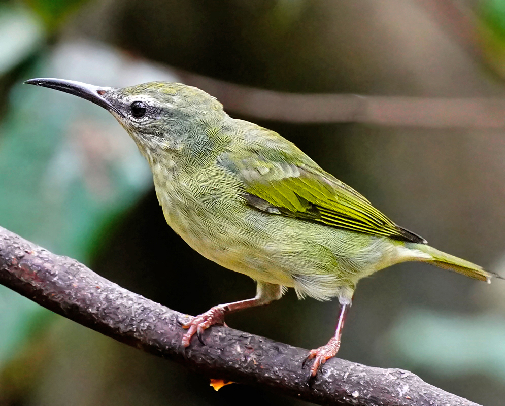 Female Red-legged Honeycreeper with olive-green plumage and faint streaking on the breast perched on a narrow branch