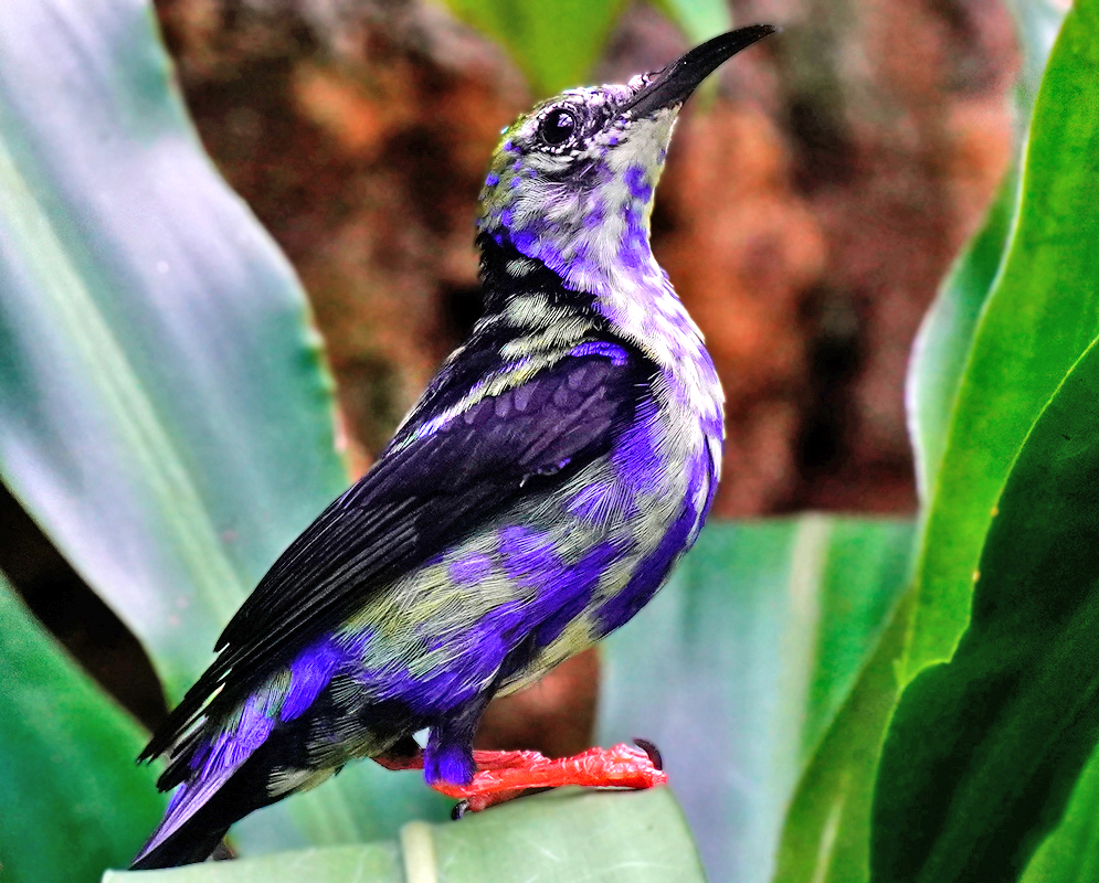 Juvenile Red-legged Honeycreeper perched on a leaf, showing mottled purple and black feathers with bright red legs