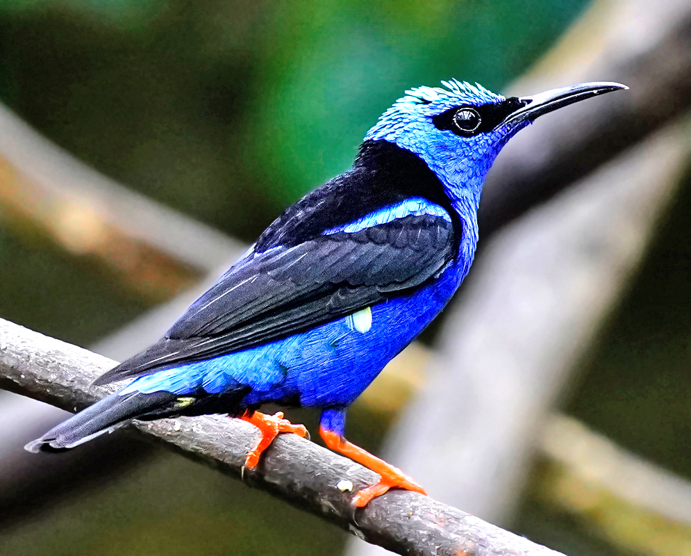 Vibrant male Red-legged Honeycreeper perched on a branch with deep blue plumage, black back, and orange legs