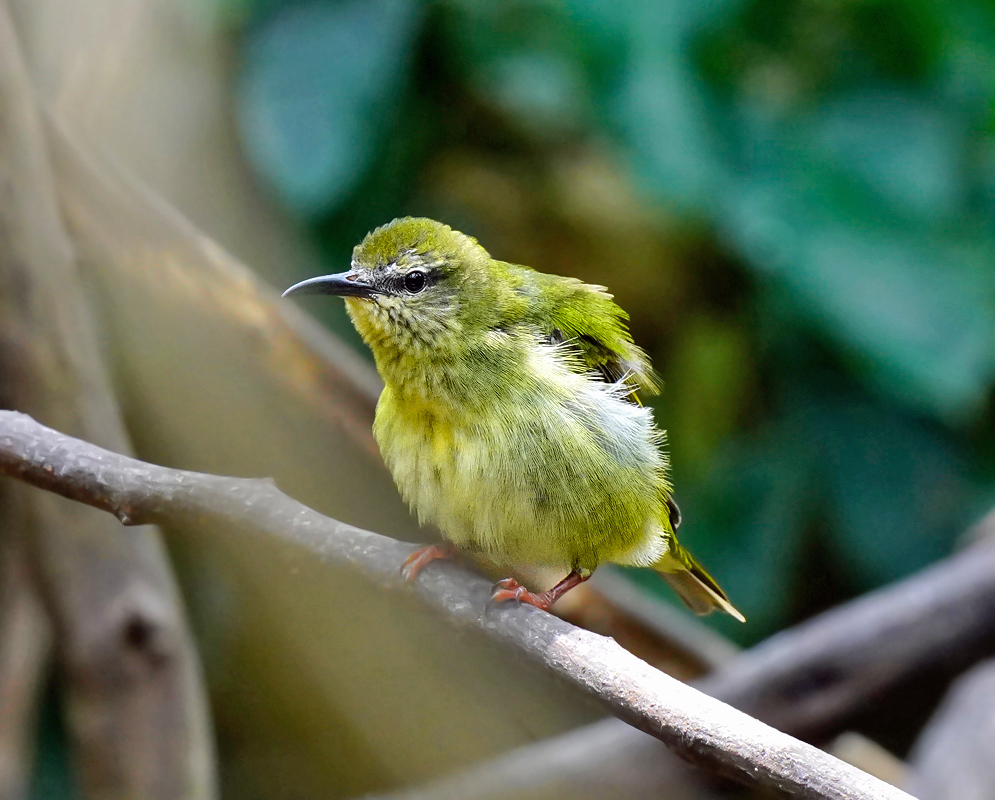 Adult male Red-legged Honeycreeper displaying deep violet-blue body, black wings, and curved bill while perched on a branch