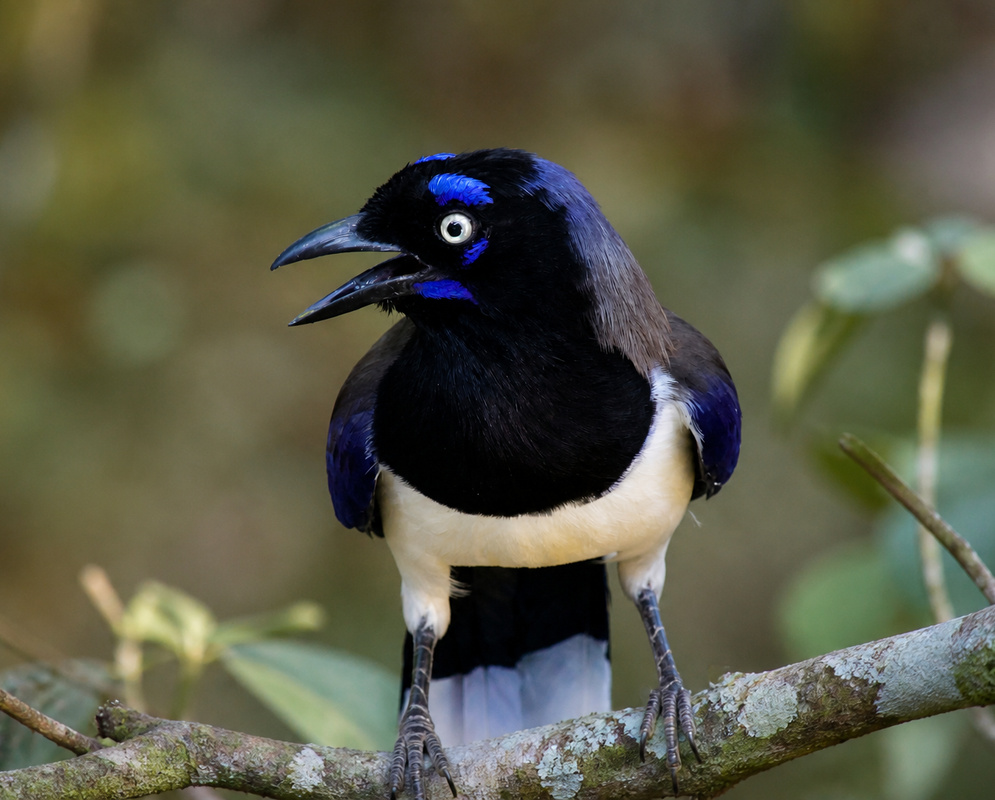 A Cyanocorax affinis perched with its beak open and its facial markings clearly visible