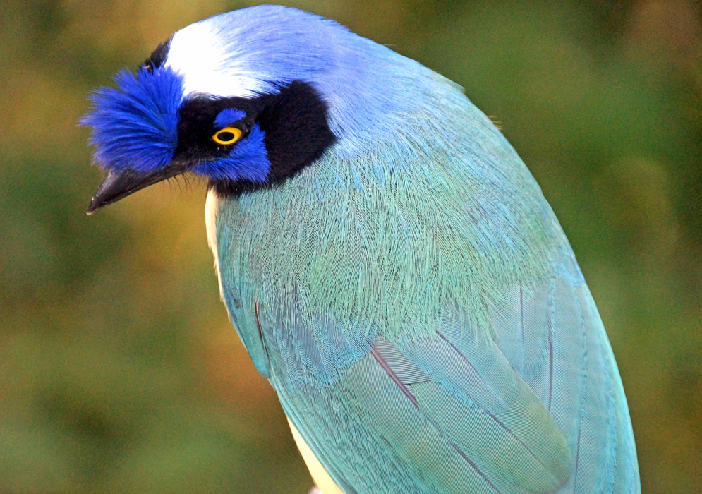 The blue and turquoise back feathers of a Green Jay