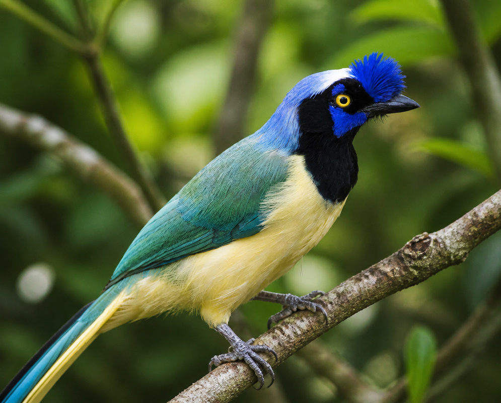 Cyanocorax yncas Blue Crest A Cyanocorax yncas perched with its blue crest and contrasting facial pattern visible