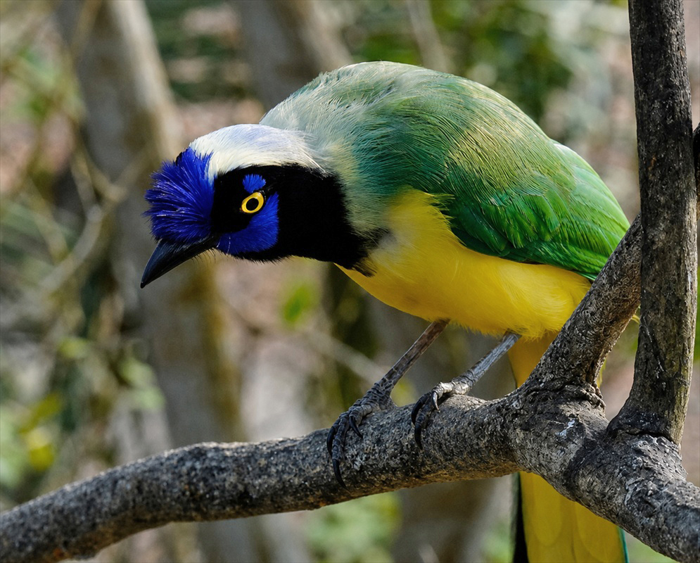 Cyanocorax yncas Full Body A Cyanocorax yncas shown in a full-body view with its plumage and body shape visible