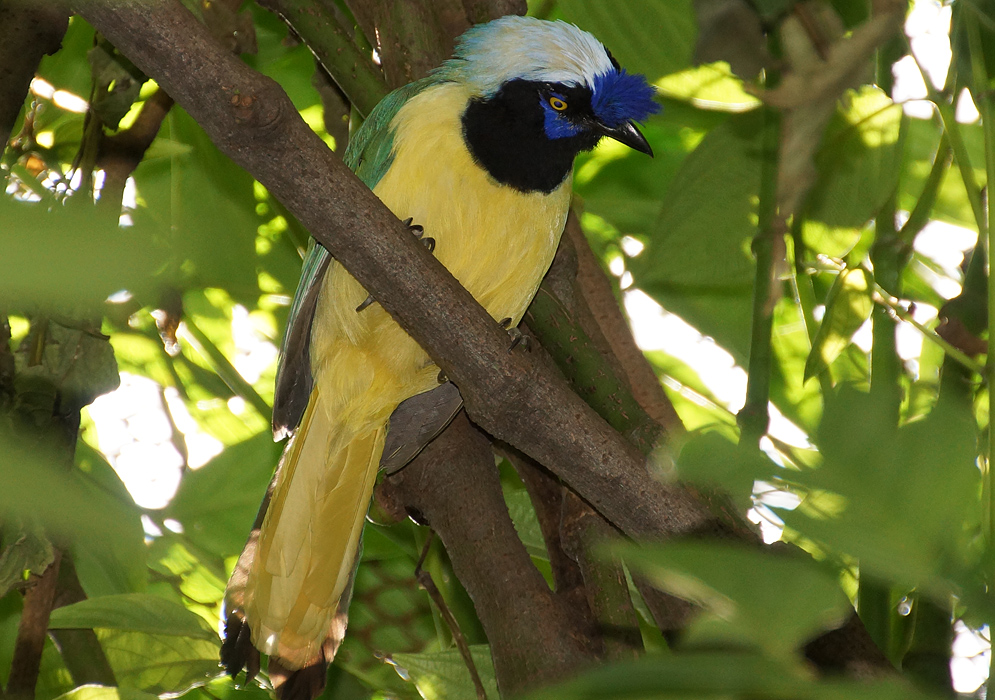 A Cyanocorax yncas with yellow underparts, green wings, a black mask, a white crown and blue lores and crest