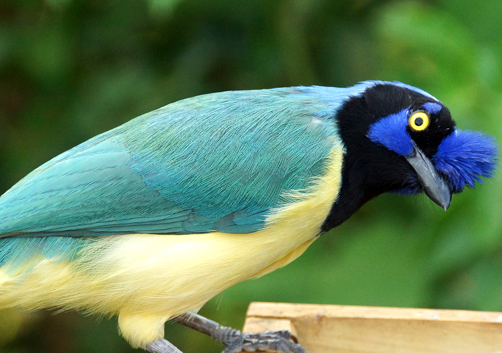 The beautiful colors of the Inca Jay displayed