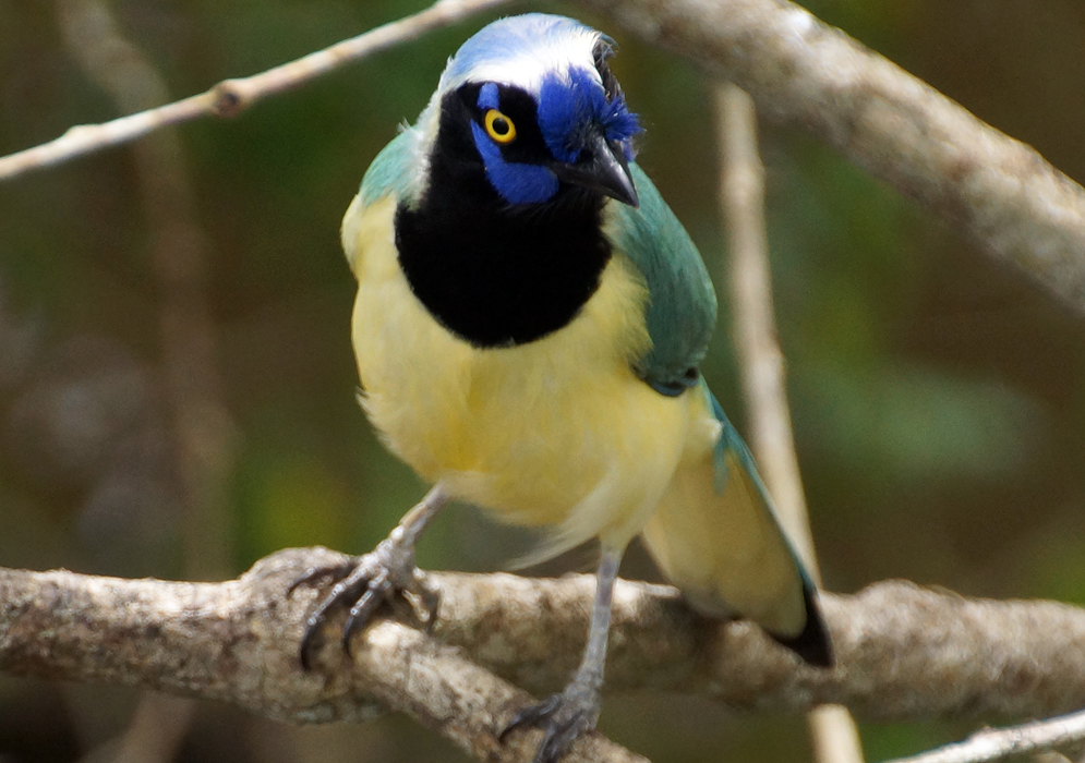 A Cyanocorax yncas with yellow breast, belly and iris, a green wings, a black mask and neck, a white crown and blue lores and crest