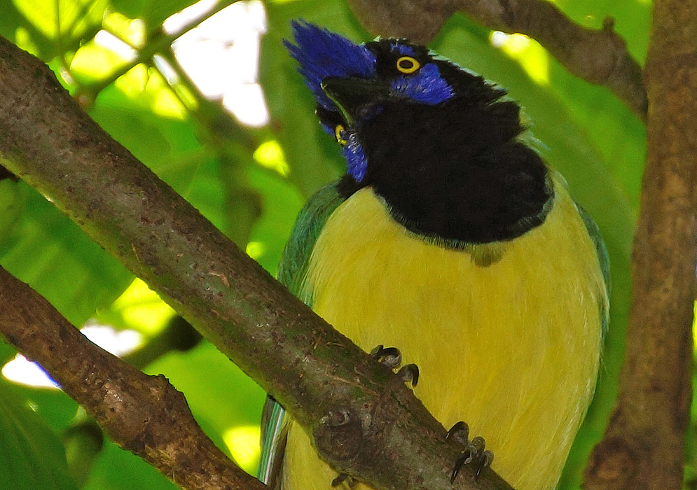 A Cyanocorax yncas with yellow underparts and iris,, a black mask and neck, a white crown and blue lores and crest