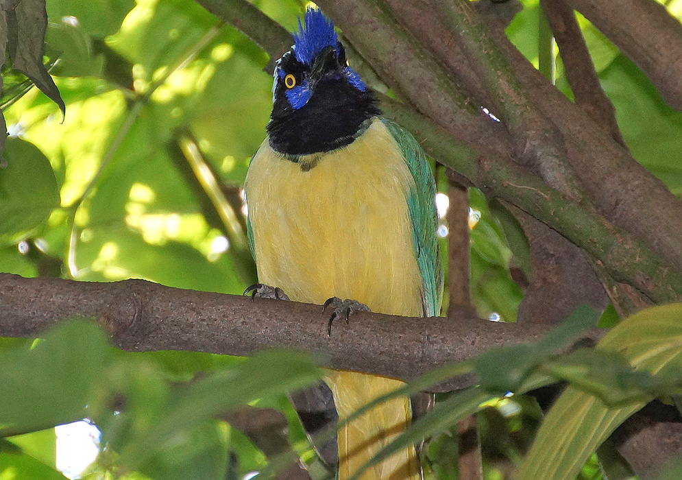 A Cyanocorax yncas with yellow underparts and iris, green wings, a black mask and neck, a white crown and blue lores and crest