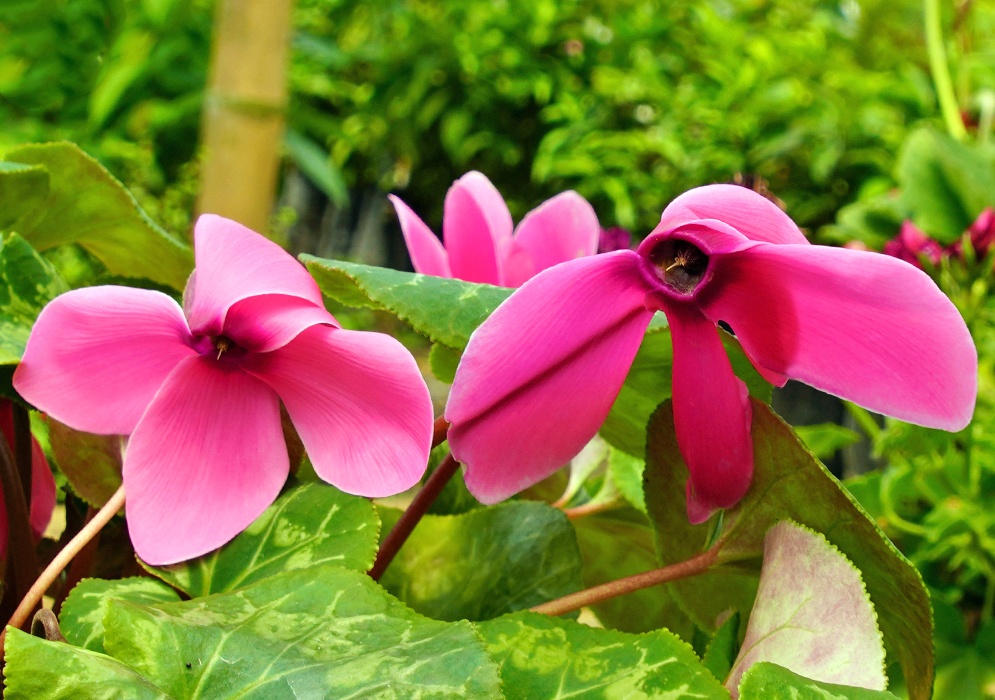 Two pink Cyclamen persicum flowers