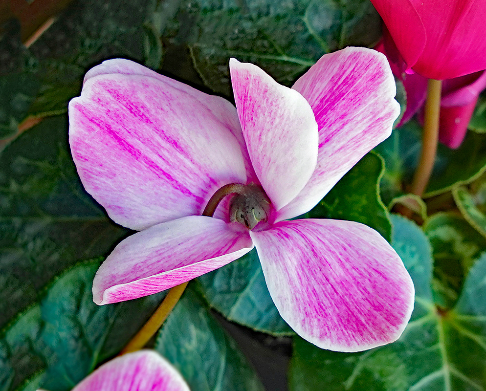 Light pink Cyclamen persicum flower