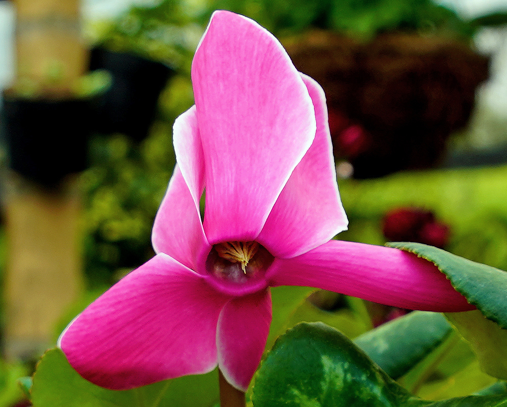 Dark pink Cyclamen persicum flower with yellow anthers