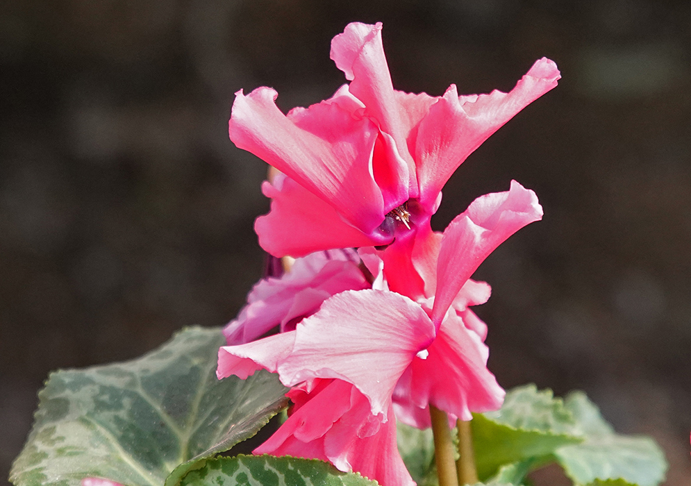 Cyclamen persicum pink flower