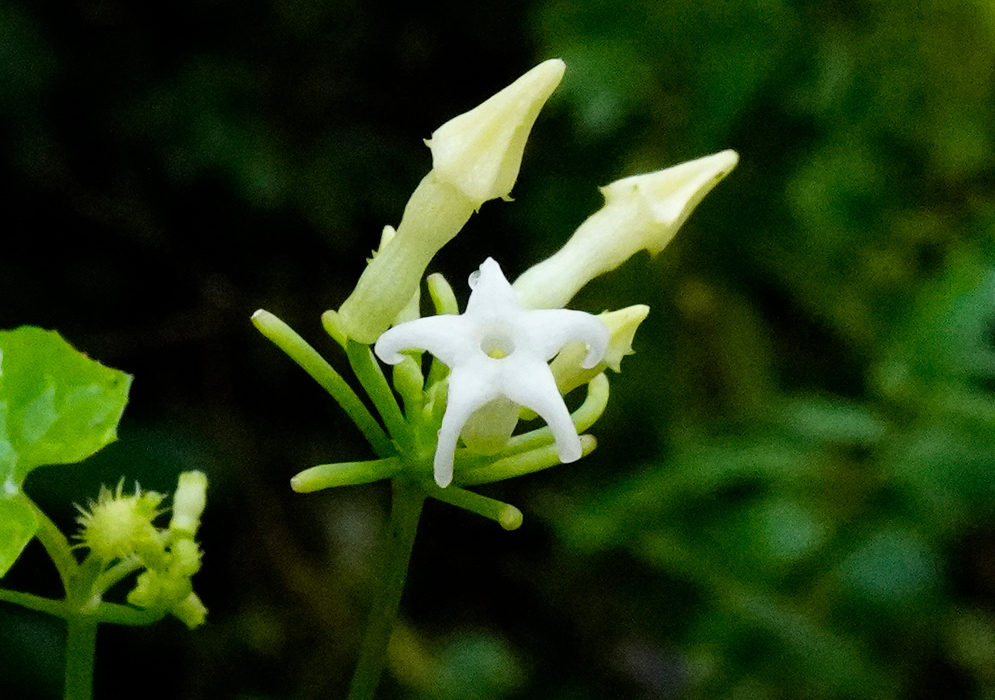 Cyclanthera carthagenensis White Flower Cyclanthera carthagenensis flower showing a single open white star-shaped bloom with several unopened buds