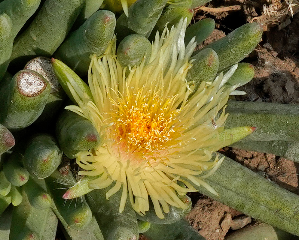 Cylindrophyllum calamiforme Yellow Flower Yellow Cylindrophyllum calamiforme flower blooming among cylindrical succulent stems