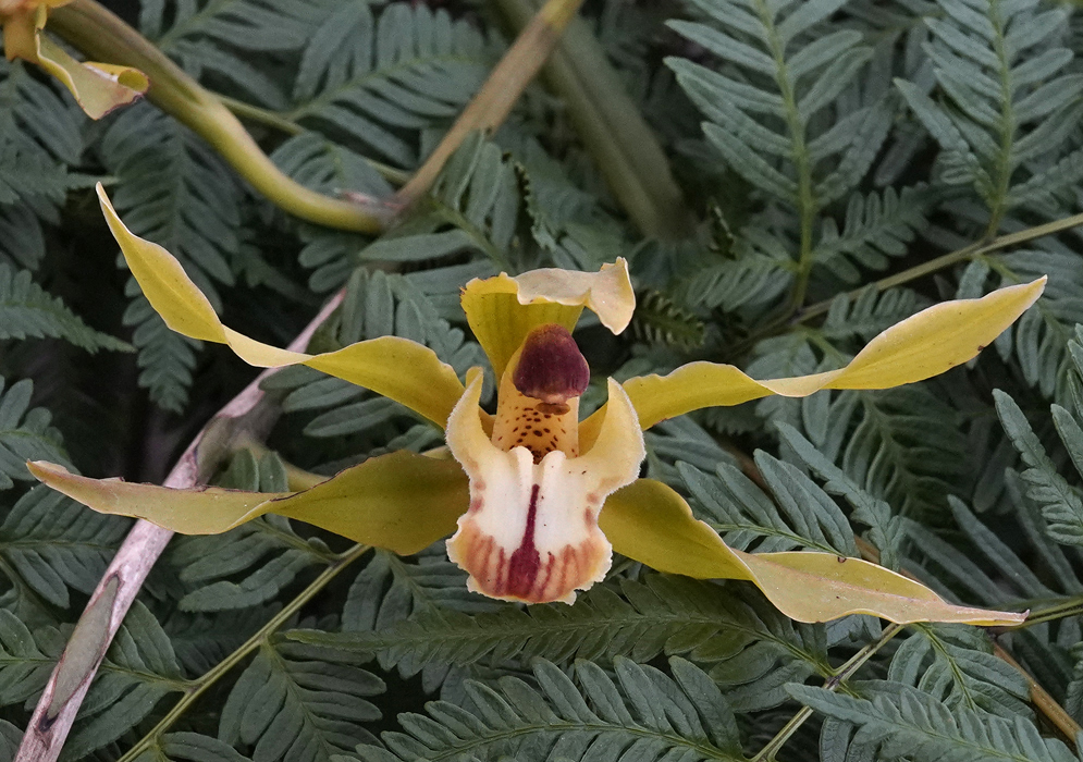 Light yellow Cymbidium flower with rust red markings on the lip