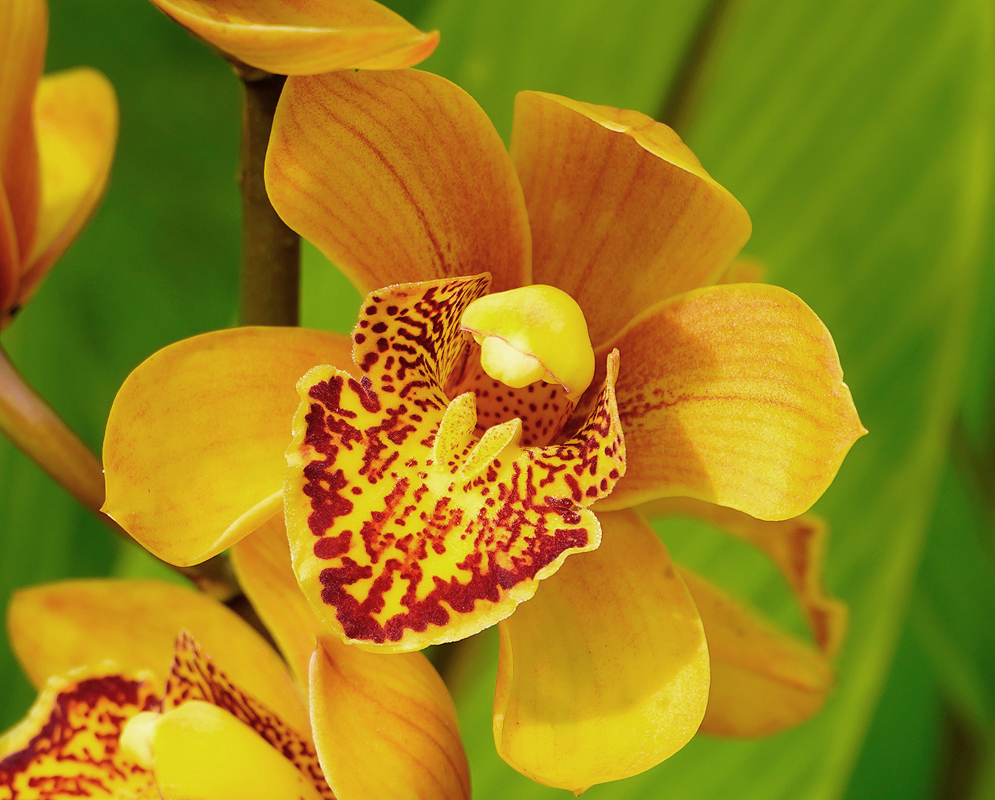 Cymbidium flower with soft pink and yellow colors and purple markings