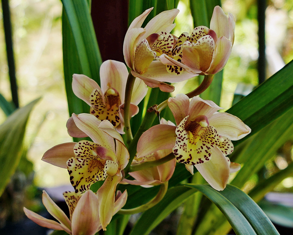Cymbidium flowers in shade with soft pink and yellow colors