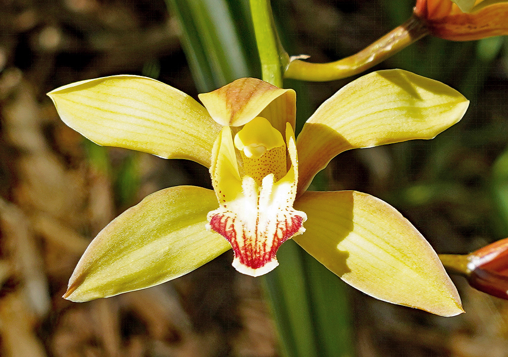 A yellow Cymbidium flower with a red lip in sunlight