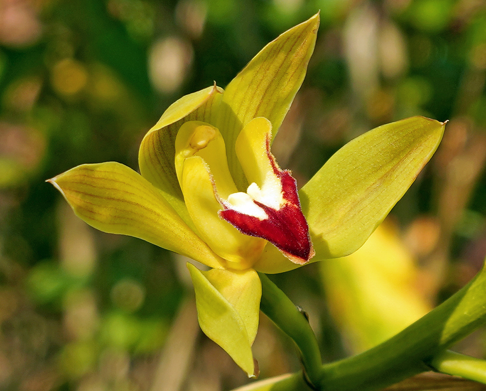 Yellow Cymbidium lowianum flower with a red and white lip in sunset light