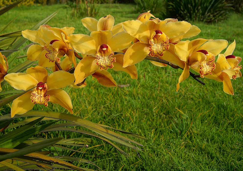 Golden yellow Cymbidium flowers with red markings on the lip