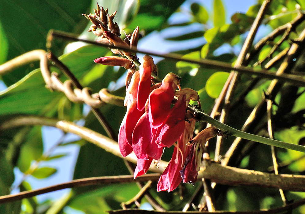 Cymbosema roseum Red Flowers Cluster of bright red Cymbosema roseum flowers hanging from a woody vine among green leaves