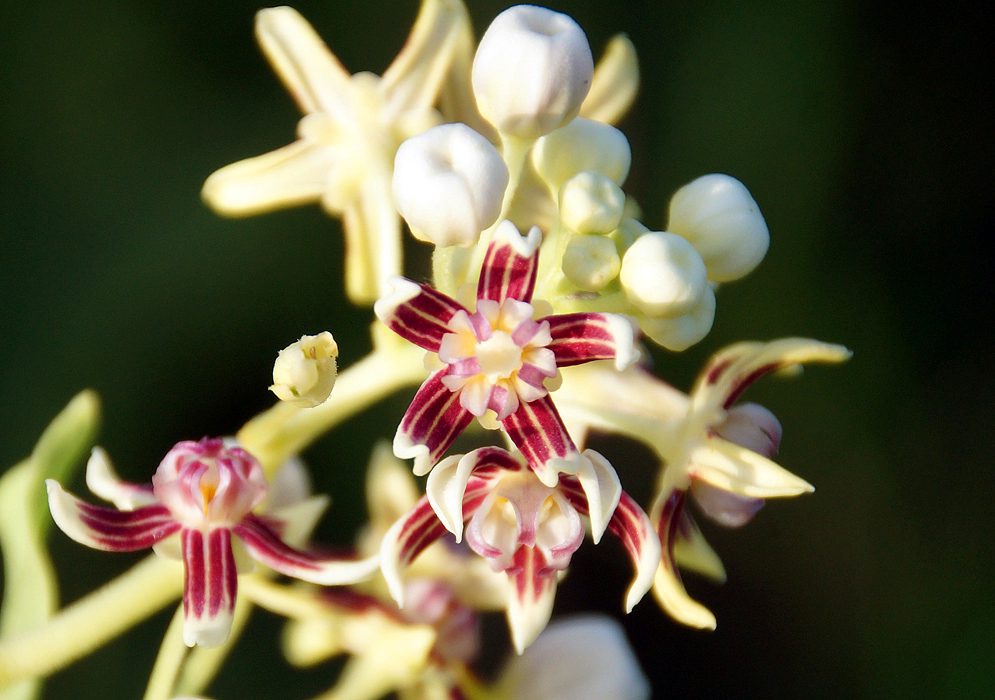 White flower buds and flowers with white petal and red stripes curling upwards