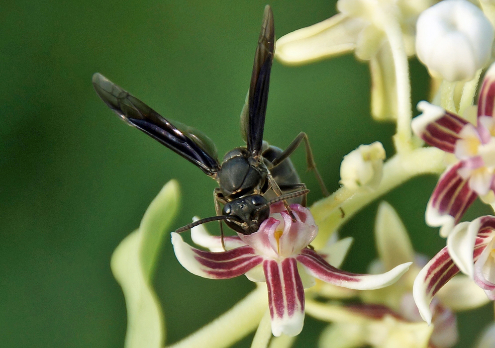 A dark fly on top of an Cynanchum montevidense flower