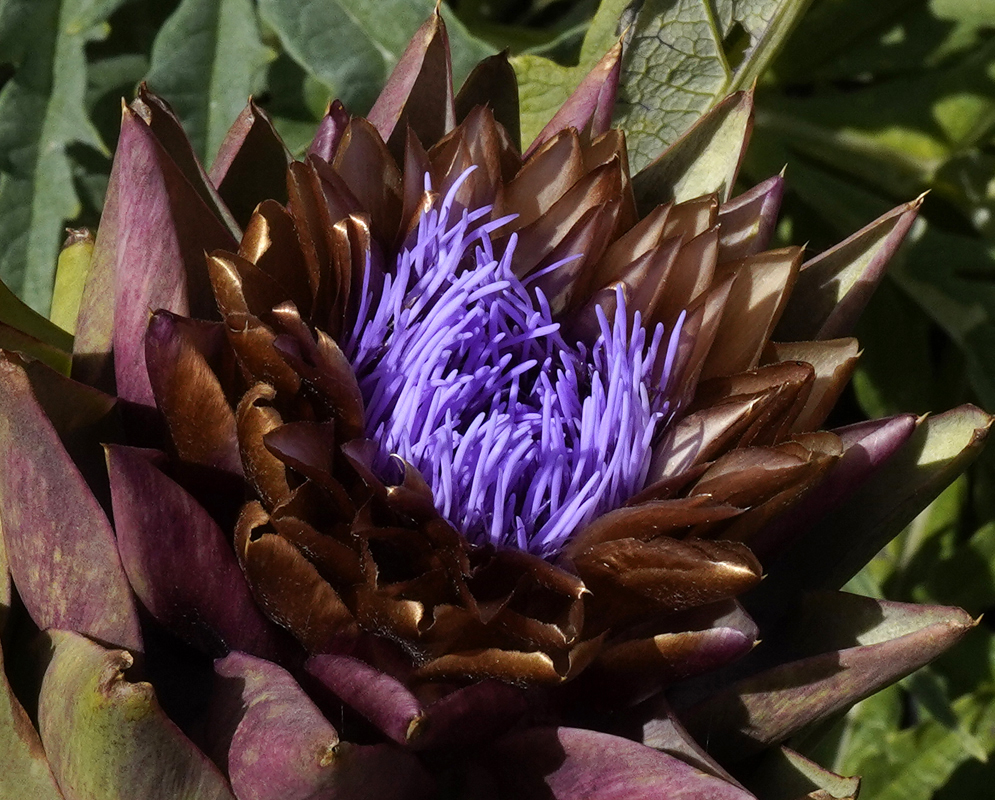 Immature Cynara cardunculus flower head with purple flowers and tinged spine tips at the center