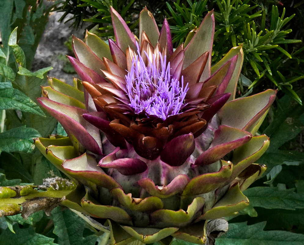 Immature Cynara cardunculus flower head with purple and tinged spine tips at the center