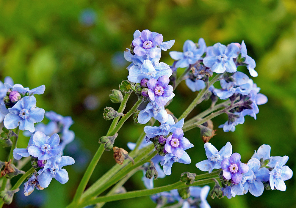 Blue Cynoglossum amabile flowers with a a purple tint