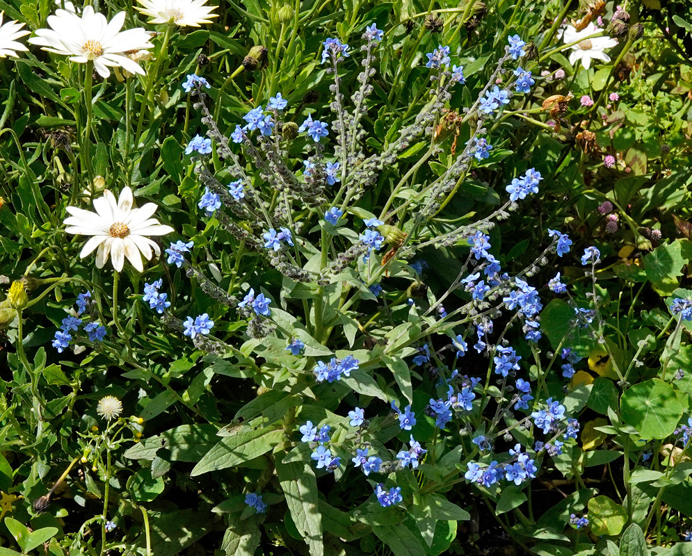 Close-Up of Cynoglossum amabile Flowers A close-up of the vivid sky-blue flowers of Cynoglossum amabile, showing their five-petaled structure and delicate central pattern on hairy stems