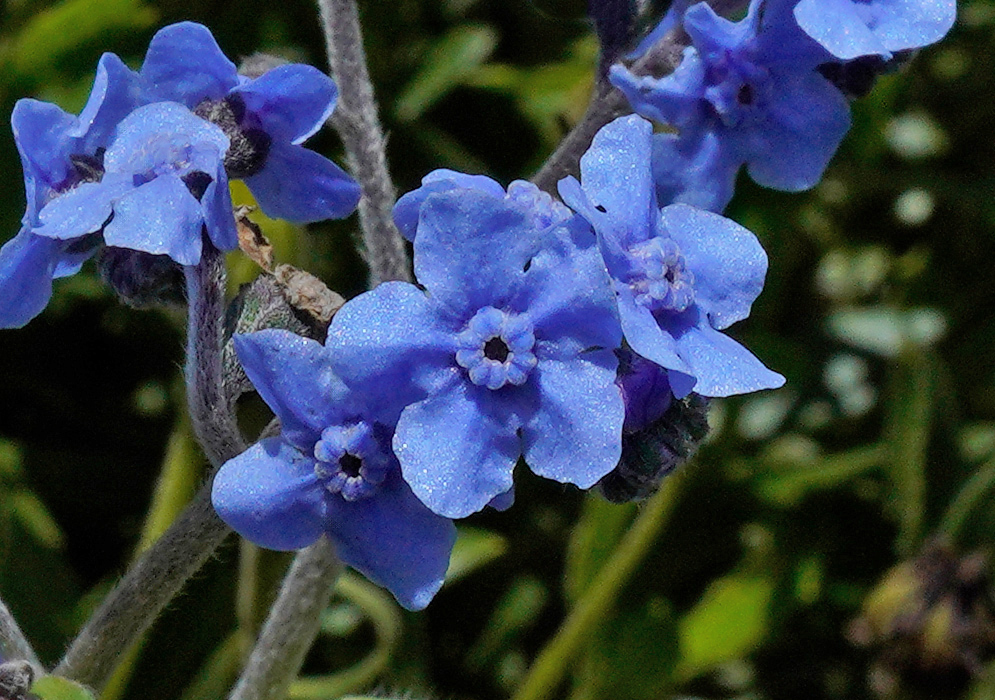 Cynoglossum amabile in Bloom A dense flowering plant of Cynoglossum amabile, with tall branching stems covered in clusters of tiny sky-blue flowers surrounded by white daisies and wild greenery