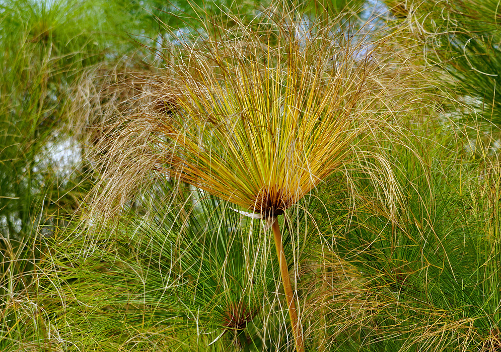A cluster of golden yellow and brown Cyperus papyrus stems