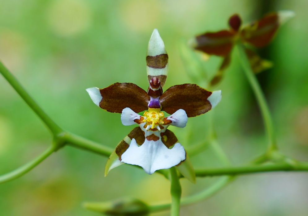 Cyrtochiloides ochmatochila flower with colors or white, brown, purple and yellow