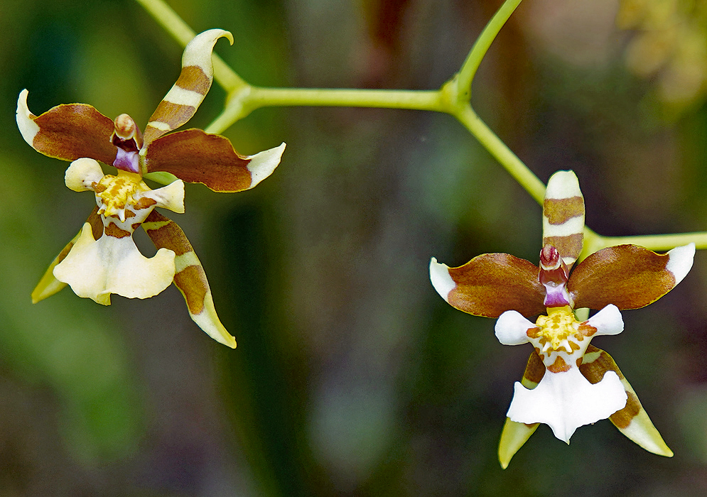 Two Cyrtochiloides ochmatochila flowers with colors or white, brown, purple and yellow