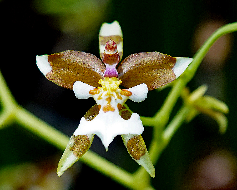 Cyrtochiloides ochmatochila flower in colors or white, brown, purple and yellow
