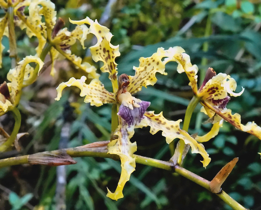 Cyrtochilum auropurpureum flower