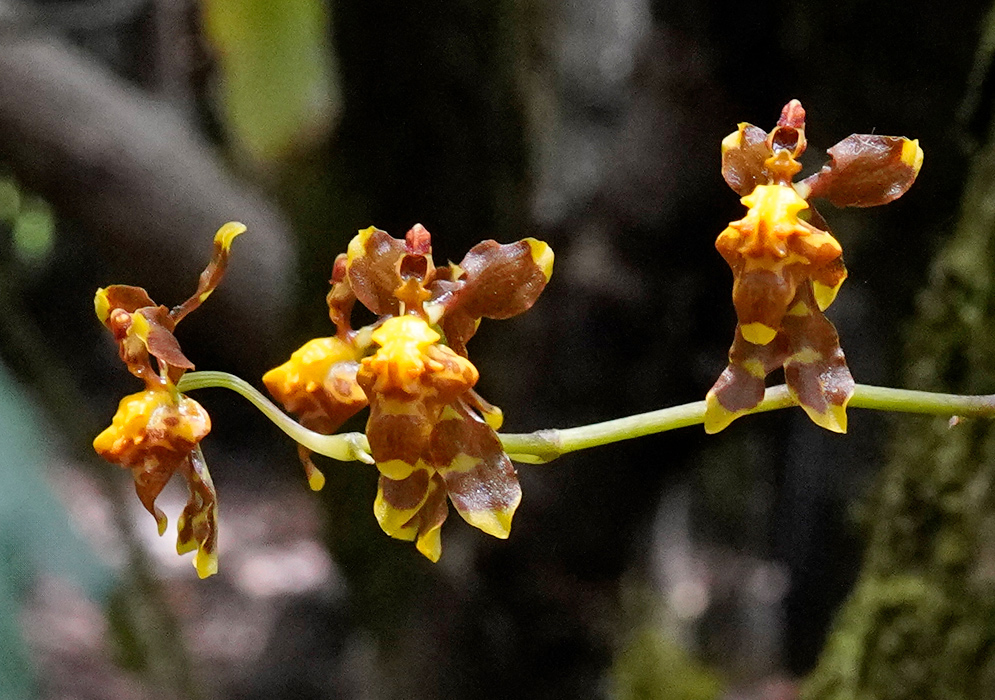 Cluster of Cyrtochilum exasperatum flowers with intricate brown and yellow petals growing along a slender stem
