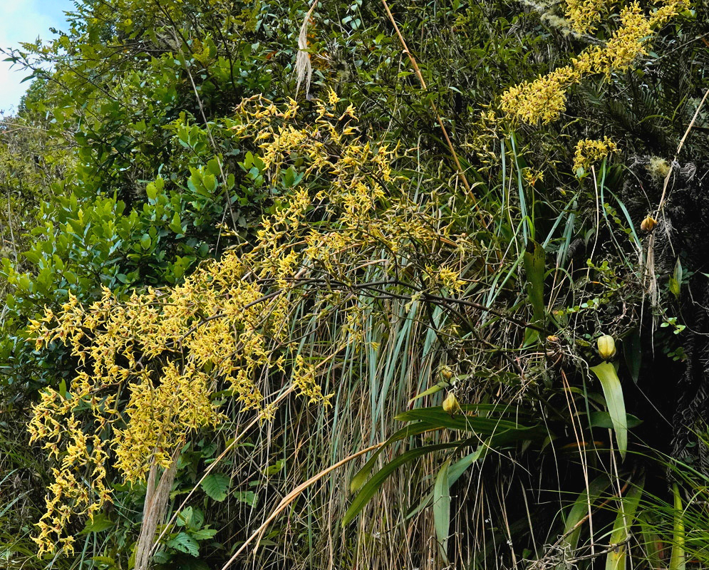 Cyrtochilum sodiroi plant habit and foliage