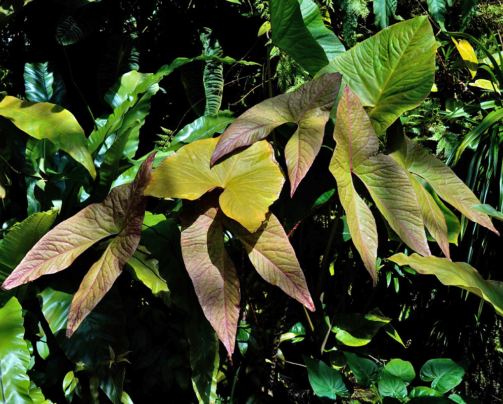 Large arrow-shaped leaves of Cyrtosperma johnstonii with reddish-purple veins and margins standing out in a tropical forest setting